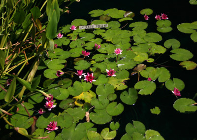 Nymphaea 'Laydekeri Fulgens'