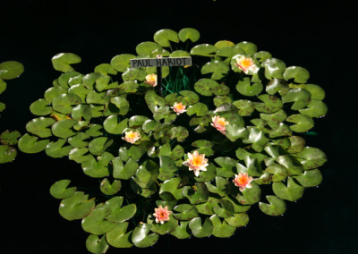 Nymphaea 'Paul Hariot'