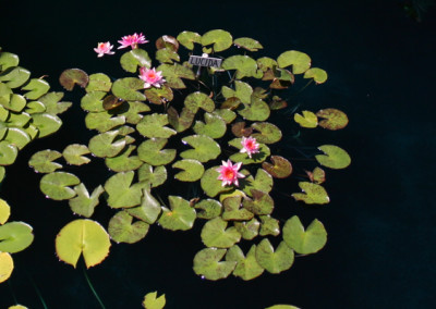 Nymphaea 'Lucida'