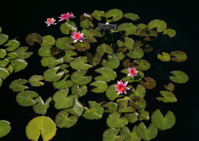 Nymphaea 'Lucida'