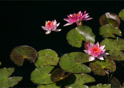 Nymphaea 'Lucida'