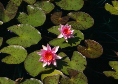 Nymphaea ‘Lucida’