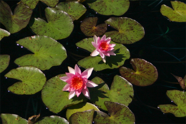 Nymphaea ‘Lucida’