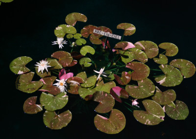 Nymphaea 'Arc-En-Ciel'