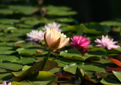 Nymphaea 'Clyde Ikins'