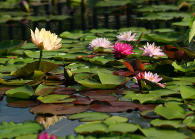 Nymphaea 'Clyde Ikins'