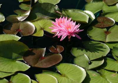 Nymphaea 'Mayla'