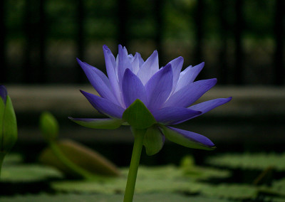 Nymphaea 'Mia's Alice'