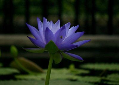 Nymphaea 'Mia's Alice'