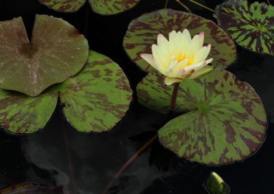 Nymphaea ‘Sun Dog’