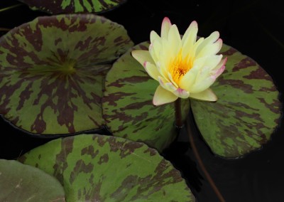 Nymphaea ‘Sun Dog’