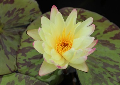 Nymphaea ‘Sun Dog’