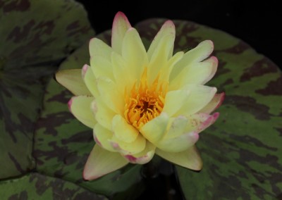 Nymphaea ‘Sun Dog’