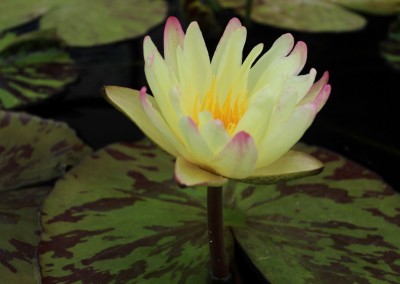 Nymphaea ‘Sun Dog’