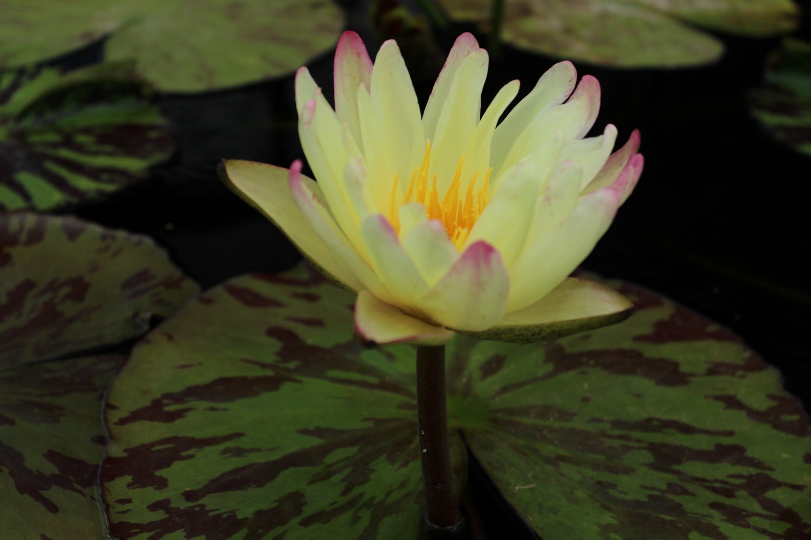 Nymphaea ‘Sun Dog’