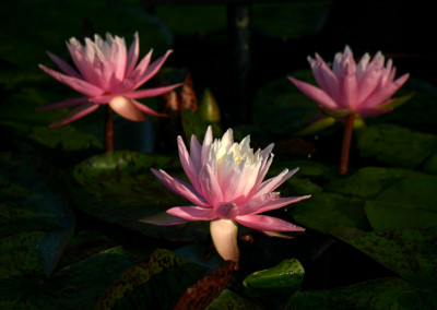 Nymphaea 'White Hot'