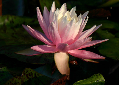 Nymphaea 'White Hot'