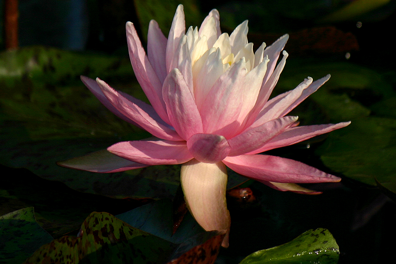 Nymphaea ‘White Hot’