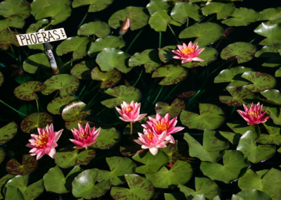 Nymphaea 'Phoebas'