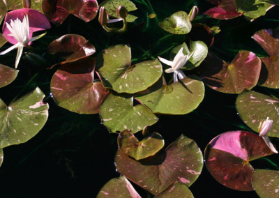 Nymphaea 'Arc-En-Ciel'