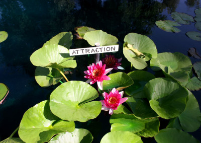 Nymphaea 'Attraction'