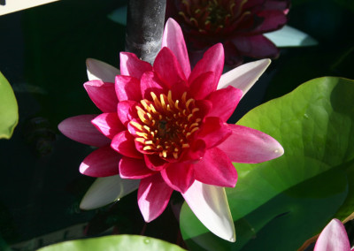 Nymphaea 'Attraction'