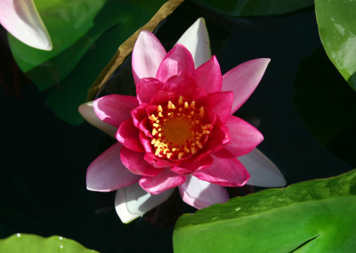 Nymphaea 'Attraction'