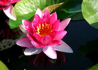 Nymphaea 'Attraction'