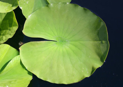 Nymphaea 'Attraction'