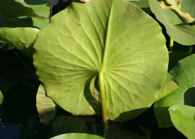 Nymphaea 'Attraction'