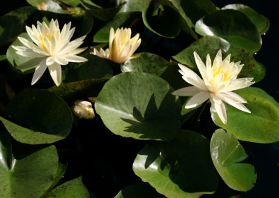 Nymphaea 'Texas Dawn'