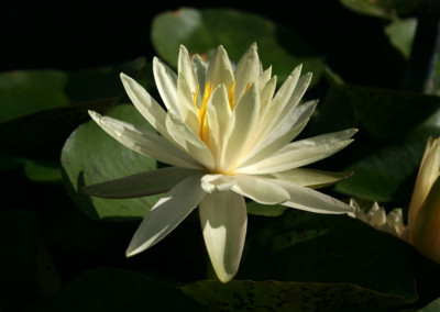 Nymphaea 'Texas Dawn'