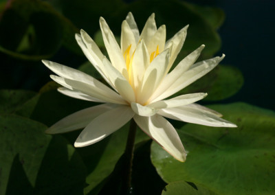 Nymphaea 'Texas Dawn'