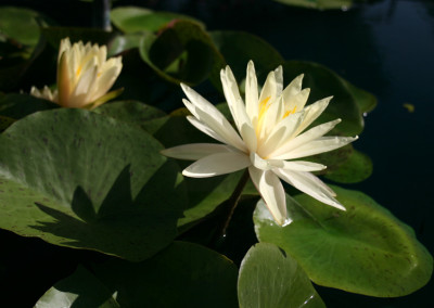 Nymphaea 'Texas Dawn'