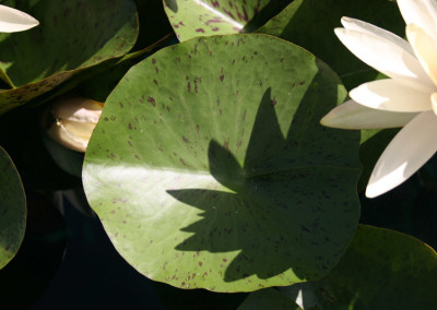 Nymphaea 'Texas Dawn'