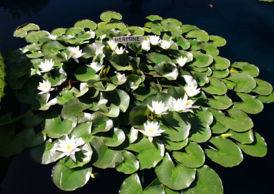 Nymphaea 'Hermine'