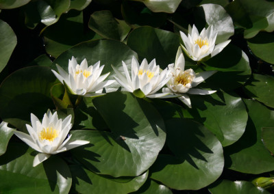 Nymphaea 'Hermine'