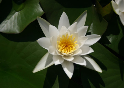 Nymphaea ‘Hermine’