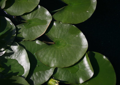 Nymphaea 'Hermine'