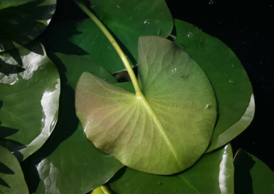 Nymphaea 'Hermine'