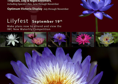 LilyFest 2015 News & Updates