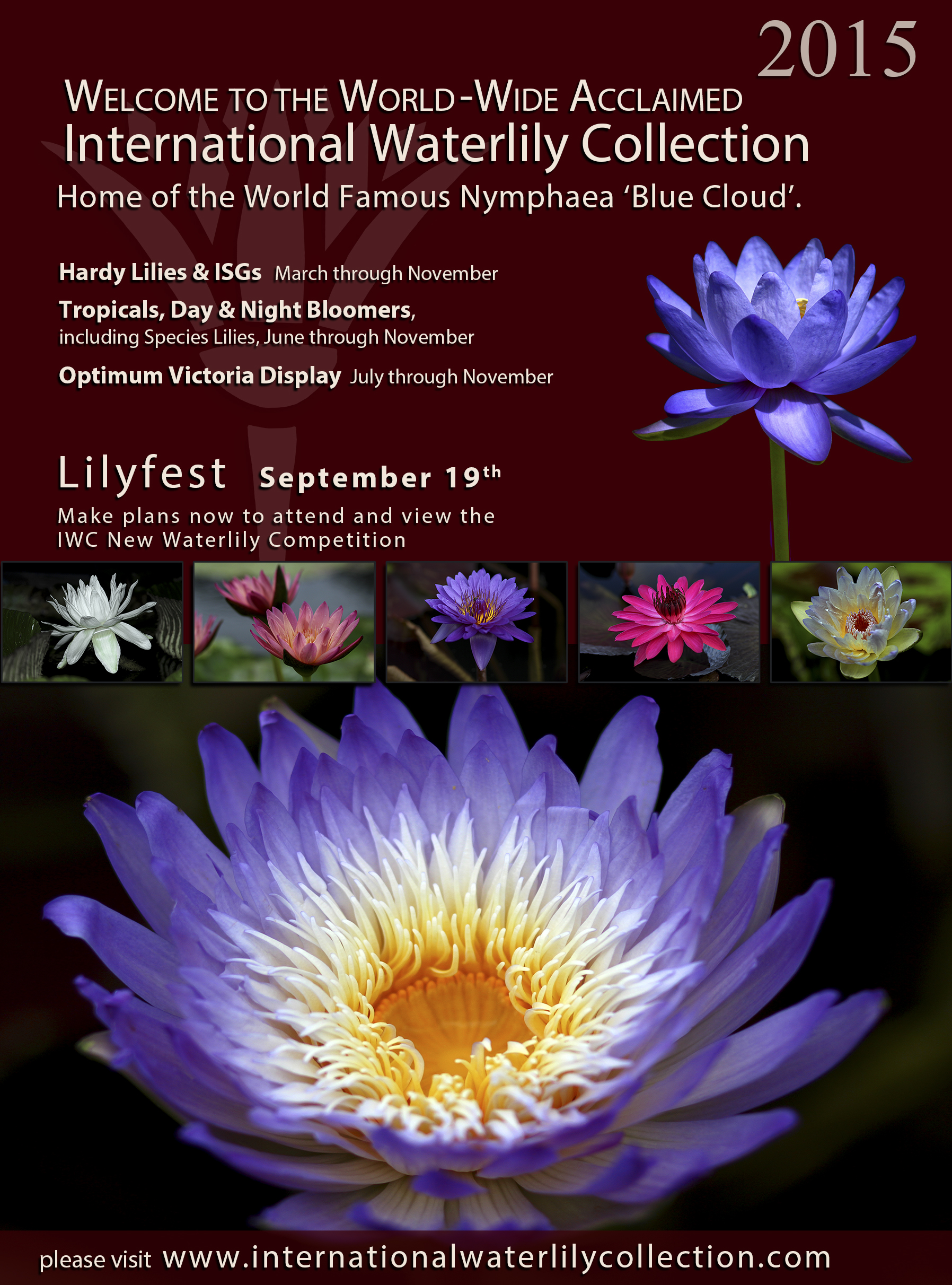 LilyFest 2015 News & Updates