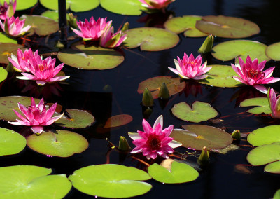 Nymphaea 'Laydekeri Fulgens'