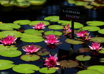 Nymphaea 'Laydekeri Fulgens'