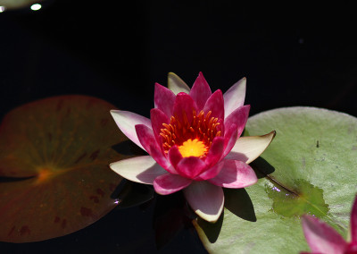 Nymphaea 'Laydekeri Fulgens'