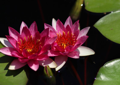 Nymphaea 'Laydekeri Fulgens'