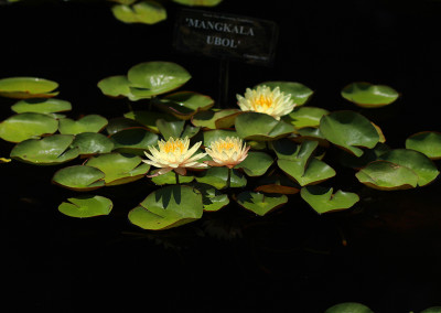 Nymphaea 'Mangkala Ubol'