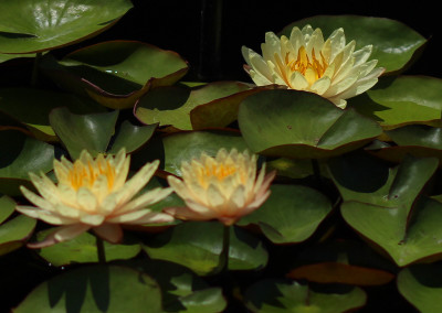 Nymphaea 'Mangkala Ubol'