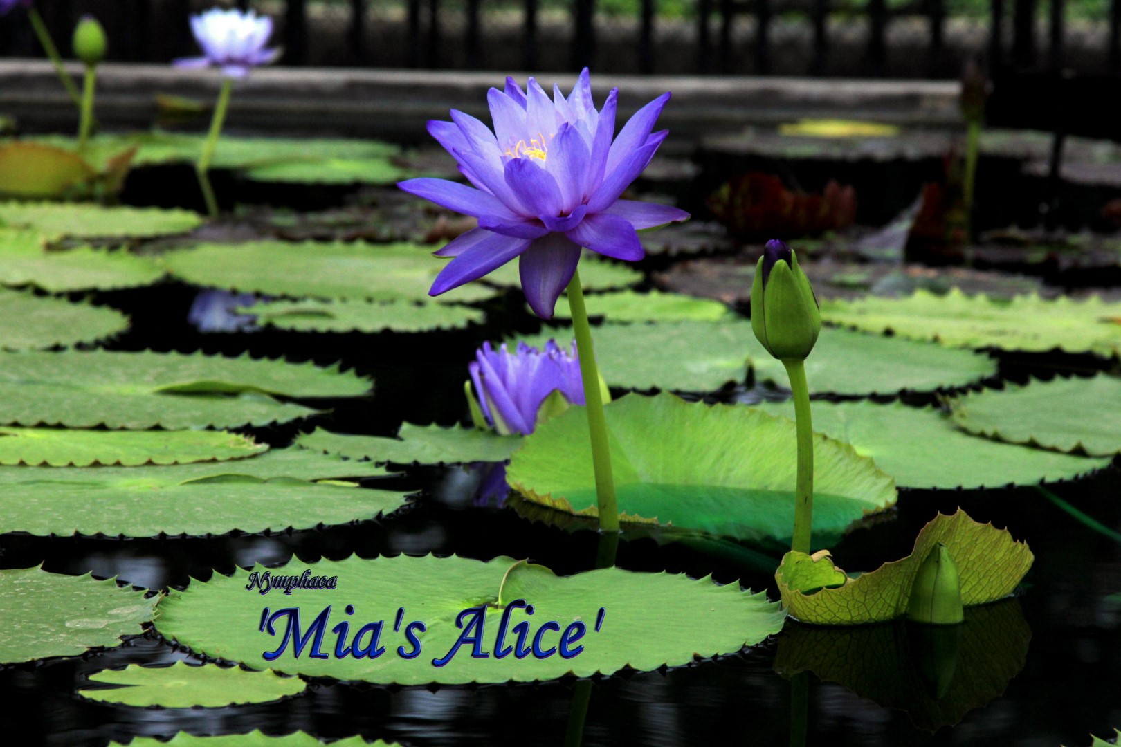 Nymphaea ‘Mia’s Alice’