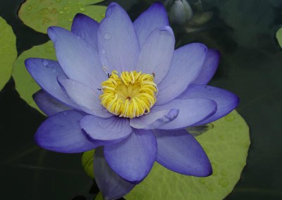 Nymphaea 'Mizu-no-Mori'